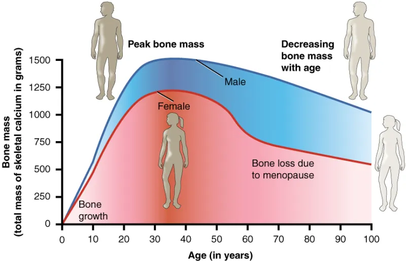 Skeletal Strength Under the Microscope: Evaluating Clinical Evidence for MK-677's Effects on Bone Density and Fracture Outcomes