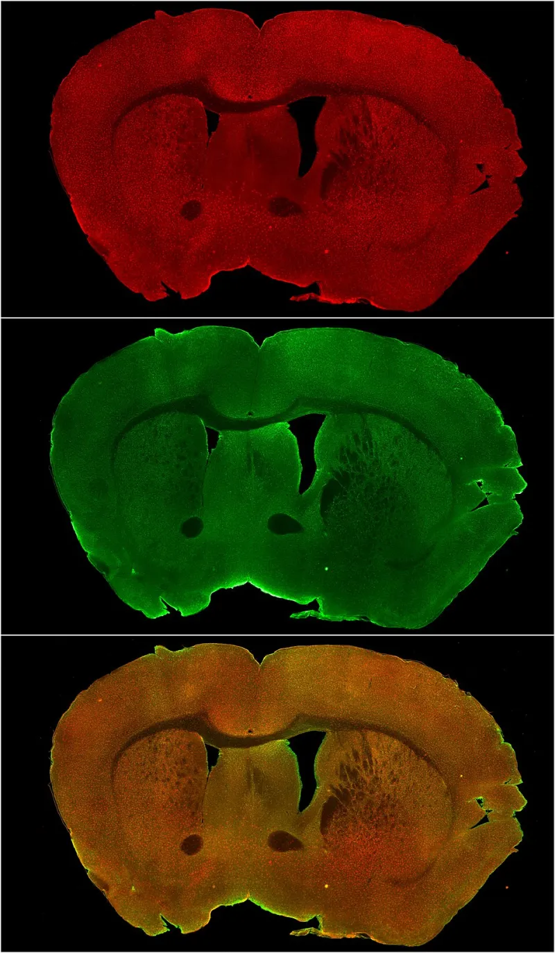 Neurons, Neuropeptides, and MK-677: What the Science Actually Reveals About Brain Health