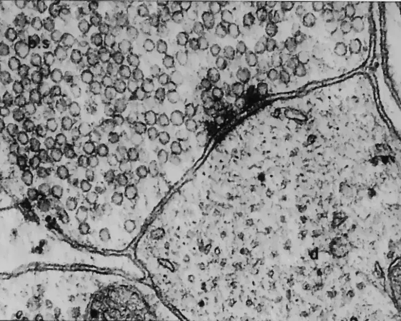 Beyond Growth Hormone: How MK-677 Engages the Molecular Machinery of Muscle Anabolism