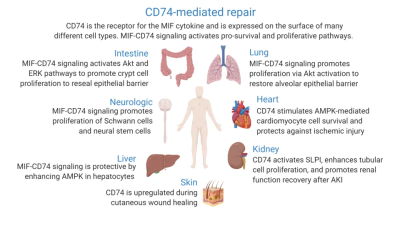 From Wound to Scar: How MK-677-Driven Growth Hormone Elevation Influences Tissue Repair, Collagen Remodeling, and Recovery Biology