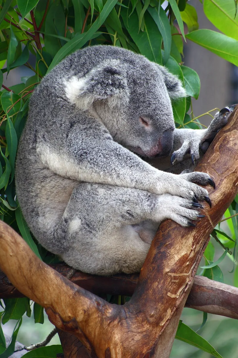 What the Science Says About MK-677 and Sleep: Growth Hormone Pulses, Recovery, and the Stages That Matter Most